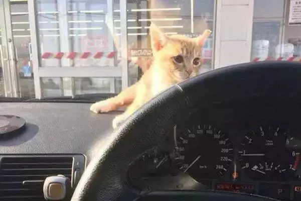 貓咪第一次坐車,居然在儀錶盤上舒服地睡著了