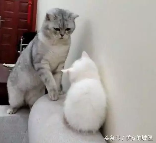 貓媽不停凶小奶貓,主人出手相助小奶貓,貓媽秒慫