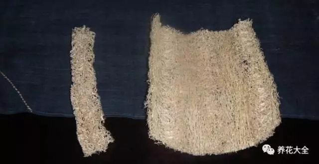 99%的人只拿它洗碗,卻不知道它拿來養花超省錢!