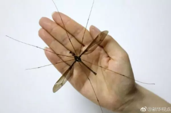 比巴掌還大!世界最大蚊子25.8公分 破金氏紀錄