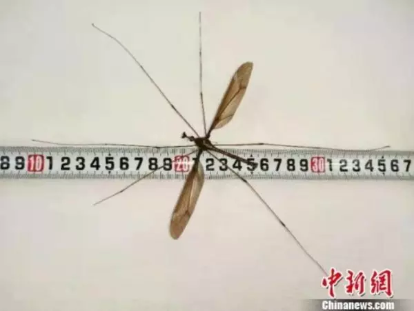 比巴掌還大!世界最大蚊子25.8公分 破金氏紀錄