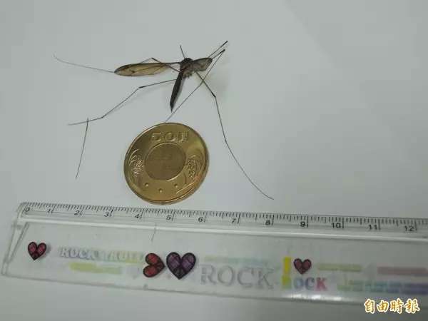 比巴掌還大!世界最大蚊子25.8公分 破金氏紀錄