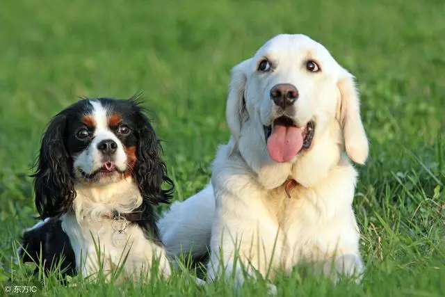 不要以為短毛犬就不掉毛,掉起來也很可怕哦