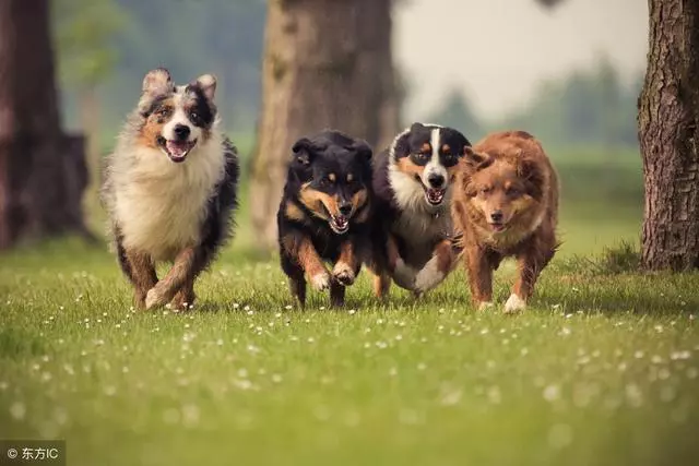 不要以為短毛犬就不掉毛,掉起來也很可怕哦