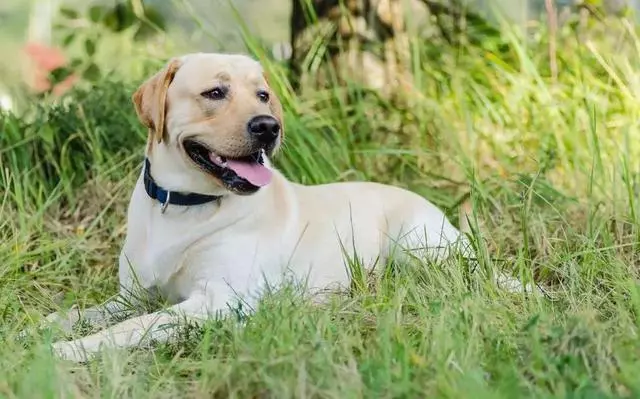 不要以為短毛犬就不掉毛,掉起來也很可怕哦