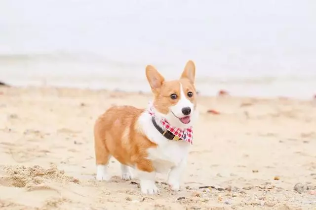 不要以為短毛犬就不掉毛,掉起來也很可怕哦