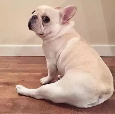 不要以為短毛犬就不掉毛,掉起來也很可怕哦