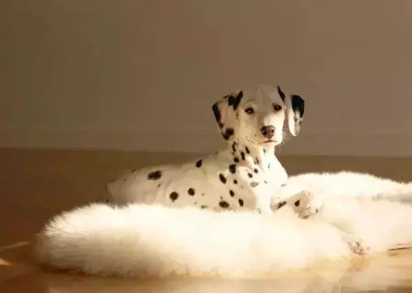 不要以為短毛犬就不掉毛,掉起來也很可怕哦