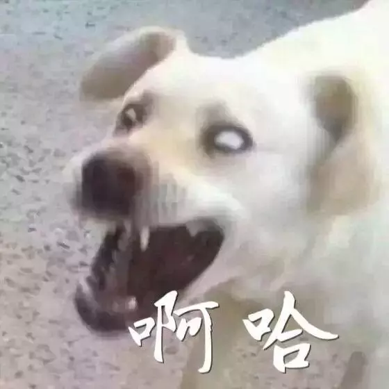 不要隨便摸別人的狗,也不要隨便把狗給別人摸