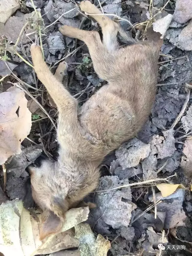 流浪動物,何處是歸途?