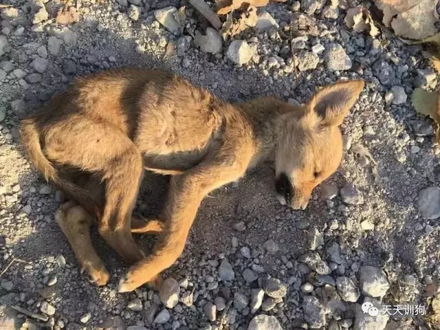 流浪動物,何處是歸途?