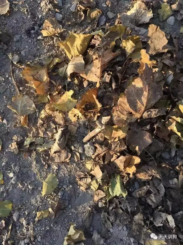 流浪動物,何處是歸途?