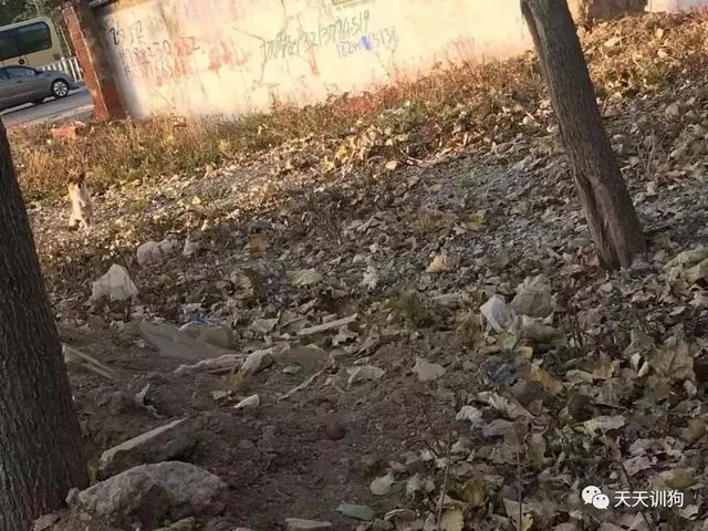 流浪動物,何處是歸途?