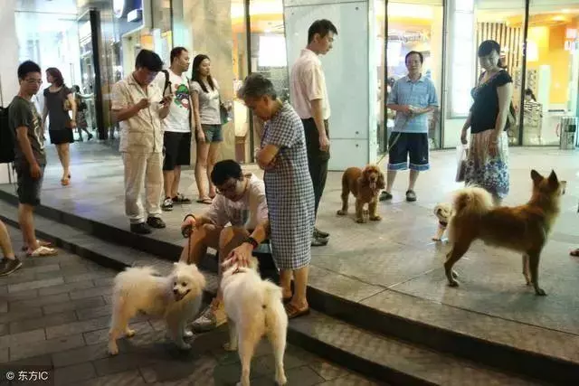 最常見的錯誤的遛狗方式,養狗的你犯過幾個?