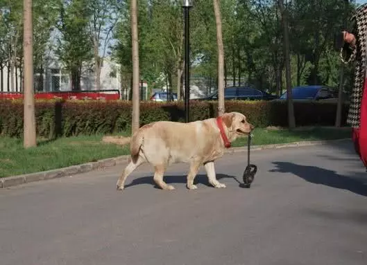 忠心狗知道主人懷孕後,每天自己叼牽繩出去遛彎,讓主人在家休息