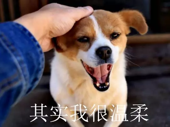 狗狗最不喜歡這5類人,看見就想咬,你可要小心了
