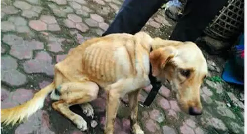 狗狗被扔進下水道,靠吃垃圾為生,樣子使人憐憫