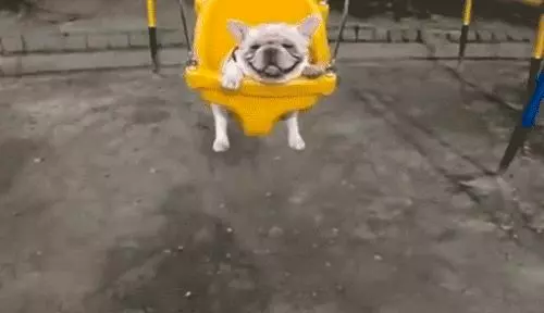 不養狗永遠不知道養狗的樂趣