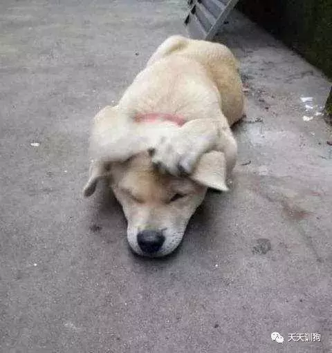 狗狗不聽話用「打罵教育」方式,有用嗎?