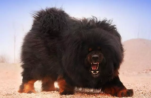 五種最難成為警犬的狗狗,原因相當服氣呀!