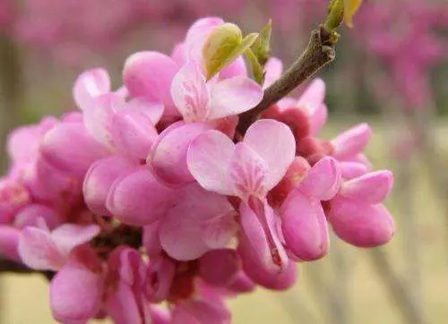 11月8號、9號、10號內,天天數鈔票, 日日賺錢忙的5大生肖!