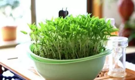 這3種蔬菜能「吸脂減肥」,陽台栽幾盆,越吃越瘦喲!