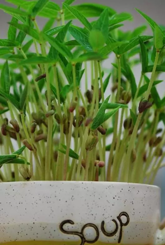 這3種蔬菜能「吸脂減肥」,陽台栽幾盆,越吃越瘦喲!