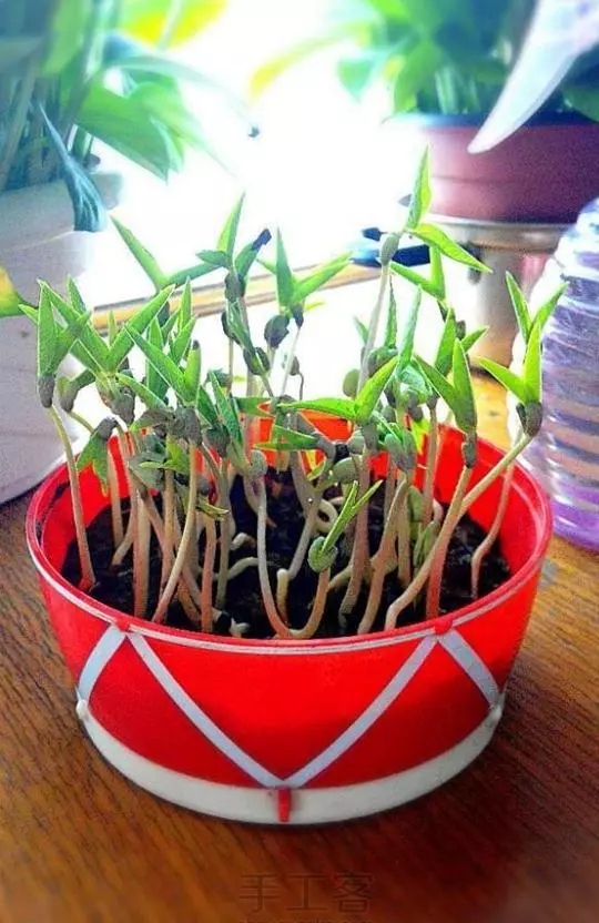 這3種蔬菜能「吸脂減肥」,陽台栽幾盆,越吃越瘦喲!