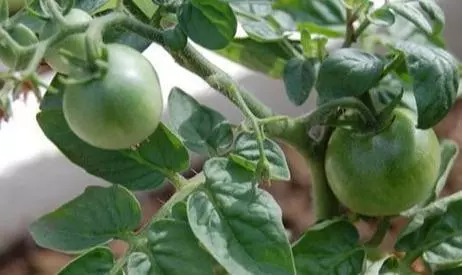 這3種蔬菜能「吸脂減肥」,陽台栽幾盆,越吃越瘦喲!