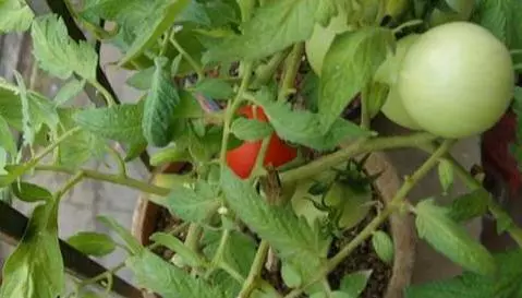 這3種蔬菜能「吸脂減肥」,陽台栽幾盆,越吃越瘦喲!