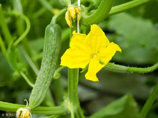 這3種蔬菜能「吸脂減肥」,陽台栽幾盆,越吃越瘦喲!