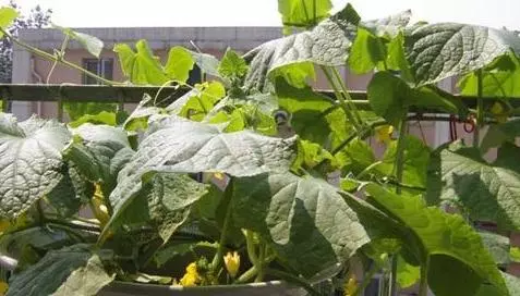 這3種蔬菜能「吸脂減肥」,陽台栽幾盆,越吃越瘦喲!