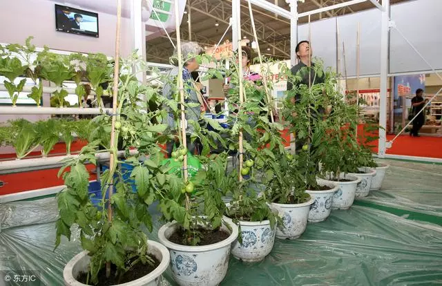 這3種蔬菜能「吸脂減肥」,陽台栽幾盆,越吃越瘦喲!