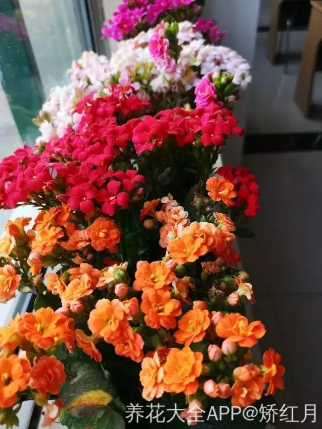 這8種花千萬別亂送人,別不小心把福氣送走了!