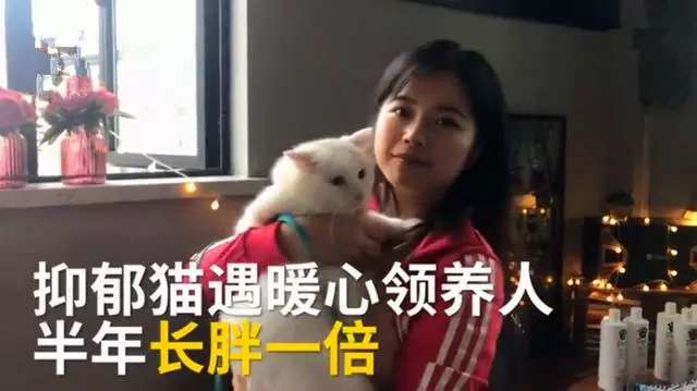 被主人丟醫院「得了憂鬱症」!瘦弱小白貓「遇到新馬麻」幸福肥:原來是只大吃貨~