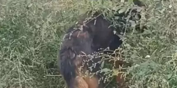 被拴了10年的看家狗,解開鏈子後的表現,主人看後很心塞