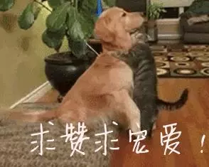 主人安裝監控器,念著家裡的狗子,開機遠程看後心底泛酸