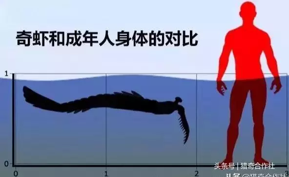 神奇大蝦,曾是寒武紀霸主,將近2米長