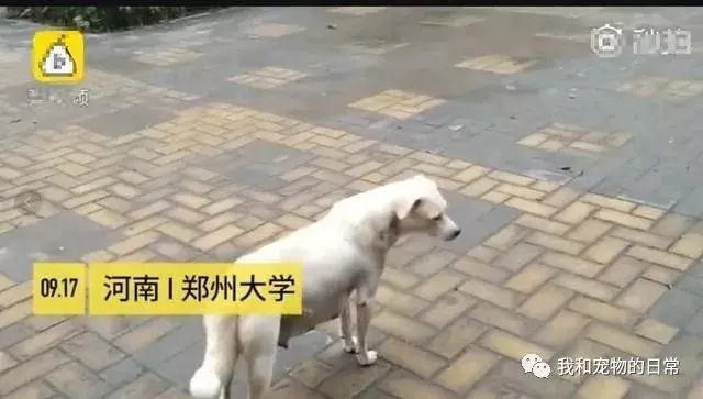 狗媽媽生下小狗崽卻被人帶走,它的一個舉動讓所有人瞬間紅了眼!