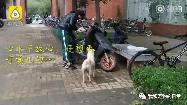 狗媽媽生下小狗崽卻被人帶走,它的一個舉動讓所有人瞬間紅了眼!