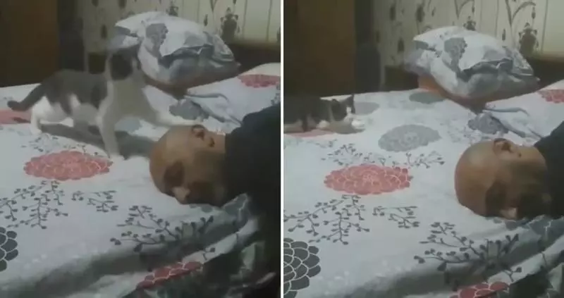 狗媽媽生下小狗崽卻被人帶走,它的一個舉動讓所有人瞬間紅了眼!