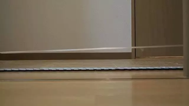 全日本「最軟萌的網紅」　20歲貓奶奶只是躺著就收編萬名粉絲