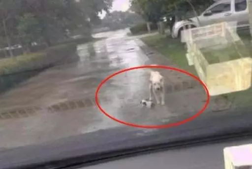 流浪狗攔停警車,怎麼樣都不肯離去,警察下車後淚目