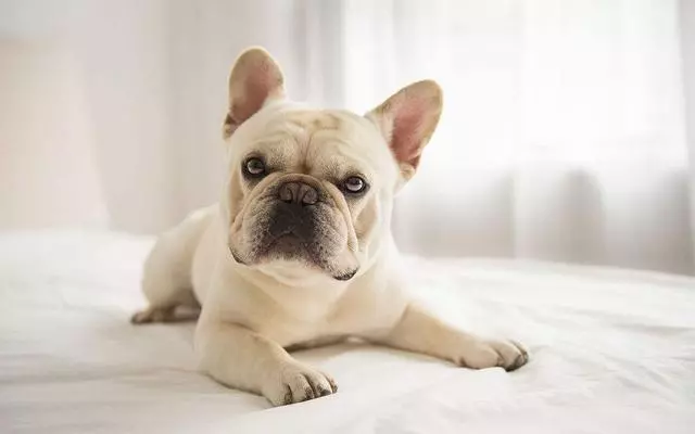 唯一一種好看卻不敢養的犬!不光吃得多,每天遛不夠就哭