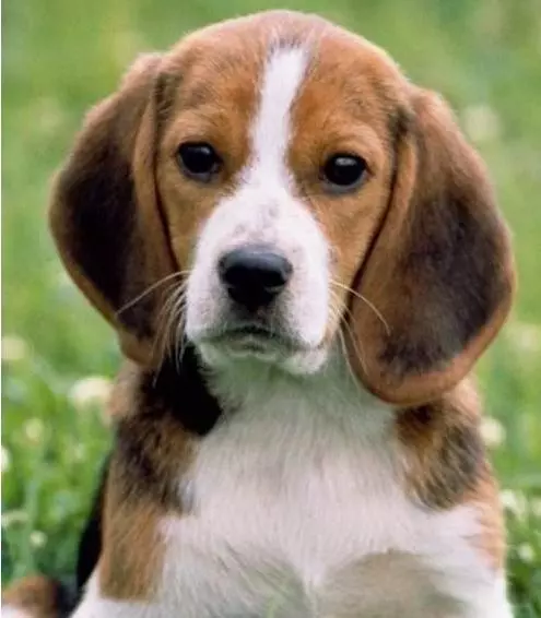 唯一一種好看卻不敢養的犬!不光吃得多,每天遛不夠就哭