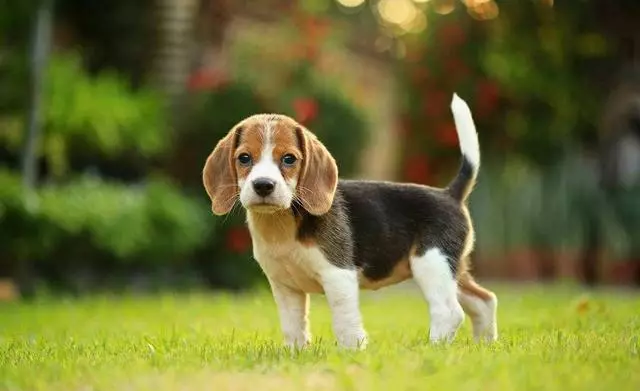 唯一一種好看卻不敢養的犬!不光吃得多,每天遛不夠就哭