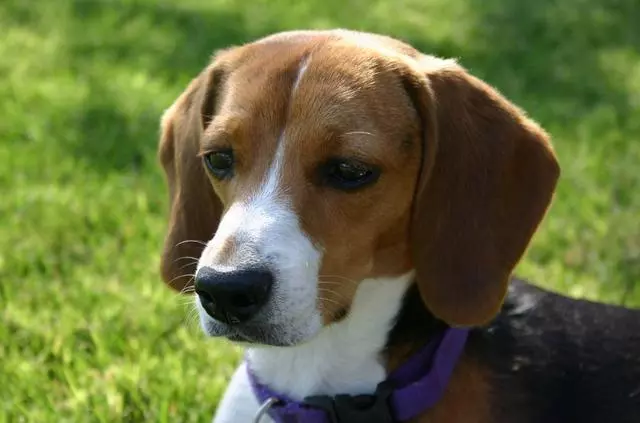 唯一一種好看卻不敢養的犬!不光吃得多,每天遛不夠就哭