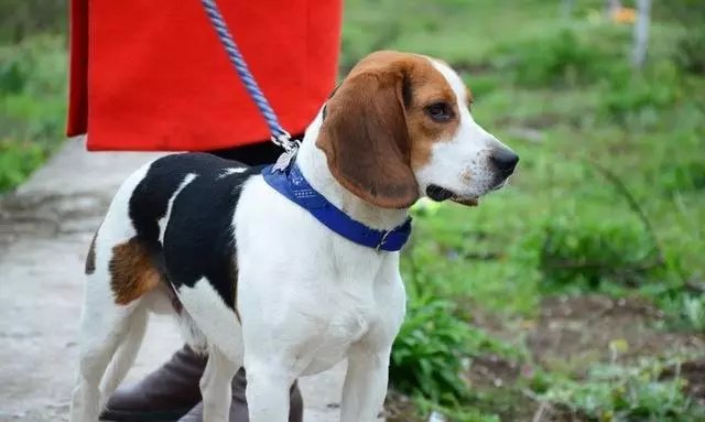 唯一一種好看卻不敢養的犬!不光吃得多,每天遛不夠就哭