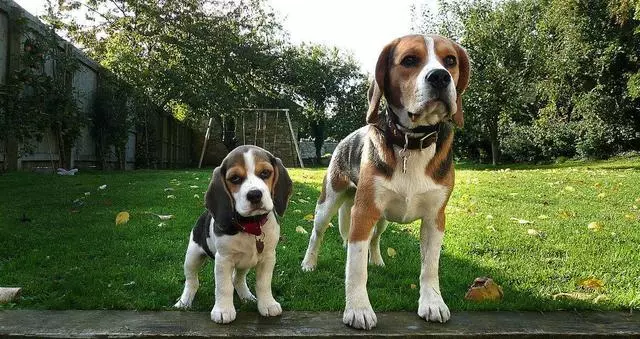 唯一一種好看卻不敢養的犬!不光吃得多,每天遛不夠就哭
