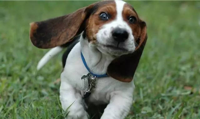 唯一一種好看卻不敢養的犬!不光吃得多,每天遛不夠就哭